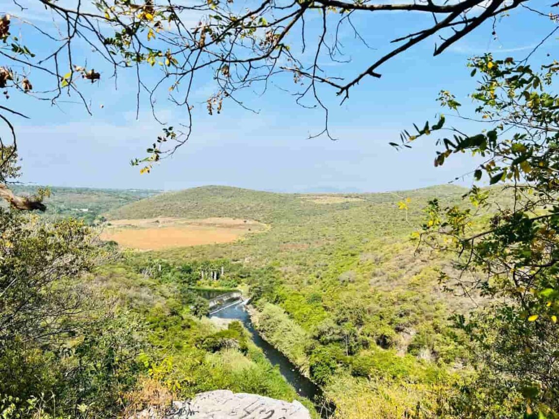 Xiste Gran Diversidad De Flora Y Fauna En El Cerro De La Tortuga En