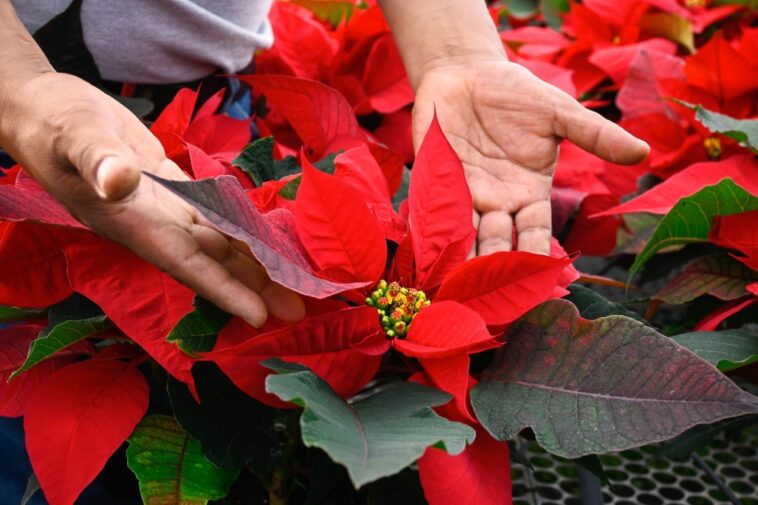 Morelos principal exportador de flor de Nochebuena a Estados Unidos -  Infórmate y más