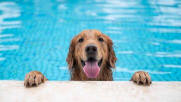 Golpes de calor en mascotas