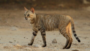 Gato salvaje da positivo a cocaína