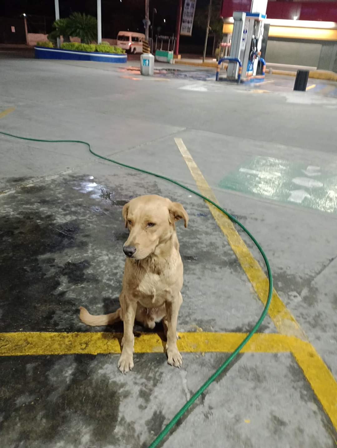 Perrito en gasolinera 