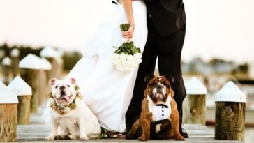 boda pet friendly