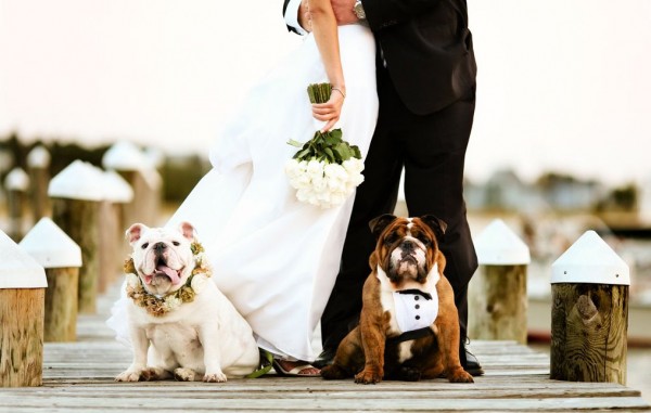 boda pet friendly