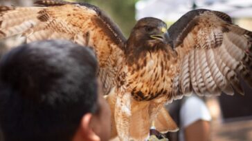 Observación de aves Morelos