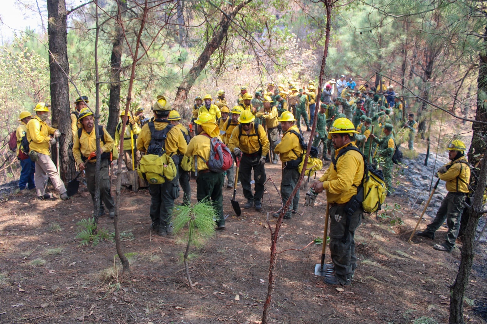 Atención de incendios forestales