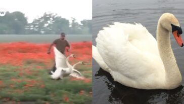 (VIDEO): Cisnes se intoxican con amapolas y no logran volar