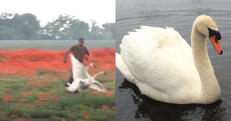 (VIDEO): Cisnes se intoxican con amapolas y no logran volar