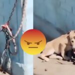 (VIDEO): Dejan a perrito encadenado sin agua ni sombra