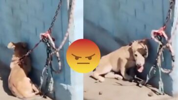 (VIDEO): Dejan a perrito encadenado sin agua ni sombra