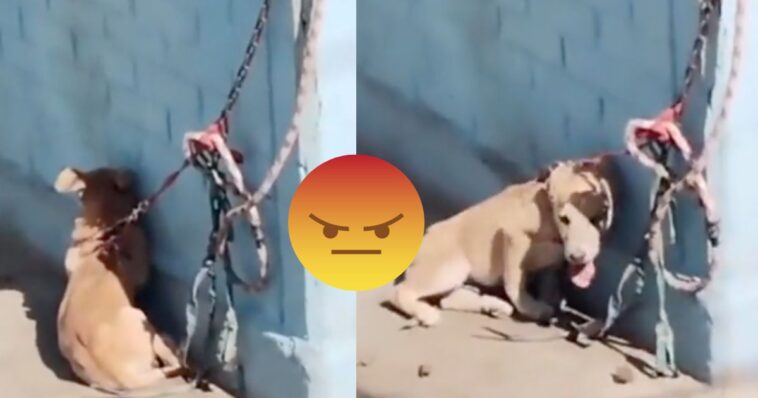 (VIDEO): Dejan a perrito encadenado sin agua ni sombra