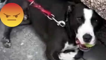 (VIDEO): Hombre ahorca a su perro como castigo