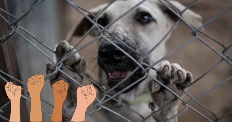 Marcha contra el maltrato animal en CDMX