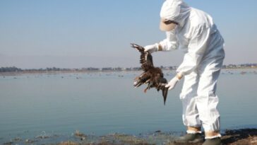 alerta aves muertas