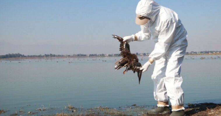 alerta aves muertas