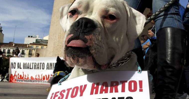 Marcha maltrato animal CDMX