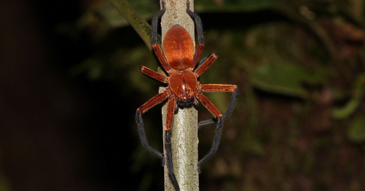 Araña cangrejo gigante