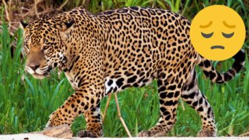 Atropellan a otro jaguar en carretera de Quintana Roo