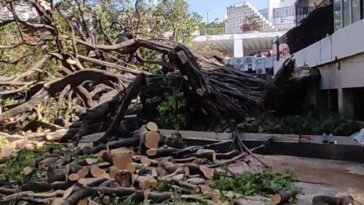 Colapsa “Árbol de la esperanza” en zócalo de Acapulco