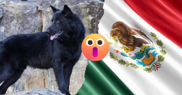 Perros de México