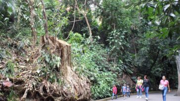 Retiran amate blanco del Parque Barranca Chapultepec