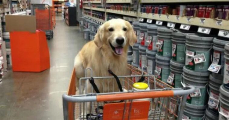 Tu mascota ya puede acompañarte al super mercado