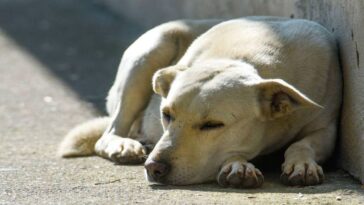 aumentan las denuncias por maltrato animal en México