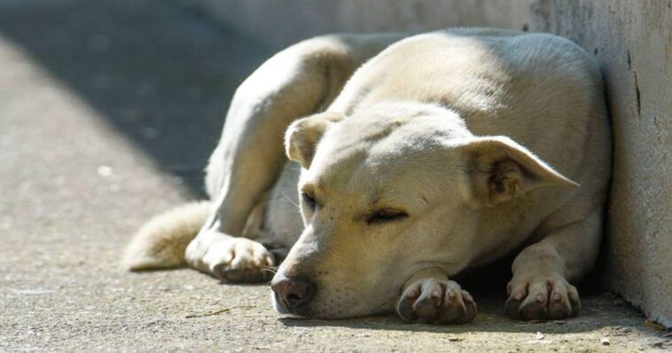 aumentan las denuncias por maltrato animal en México