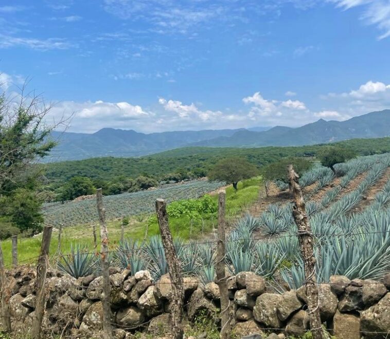 maguey mezcalero Morelos