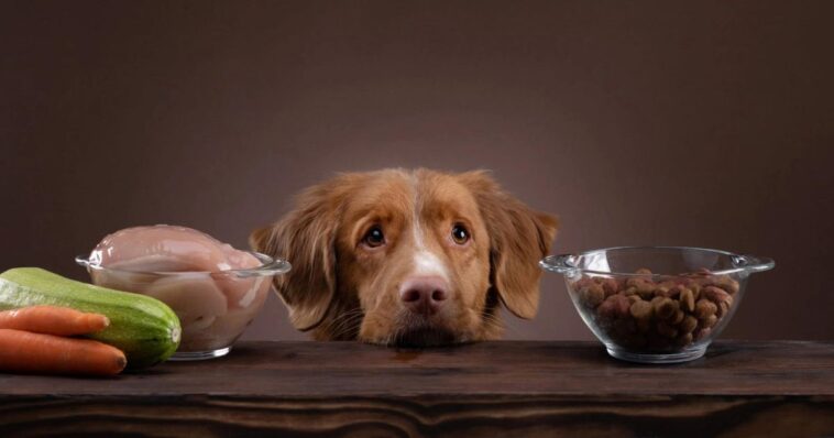 Estos son los alimentos que no deben ingerir tus perritos