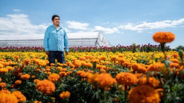 Hacen llamado a mantener la tradición del cultivo de cempasúchil