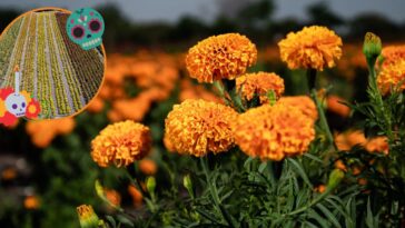 Listos los productores de Flor de Cempasúchil para este Día de Muertos