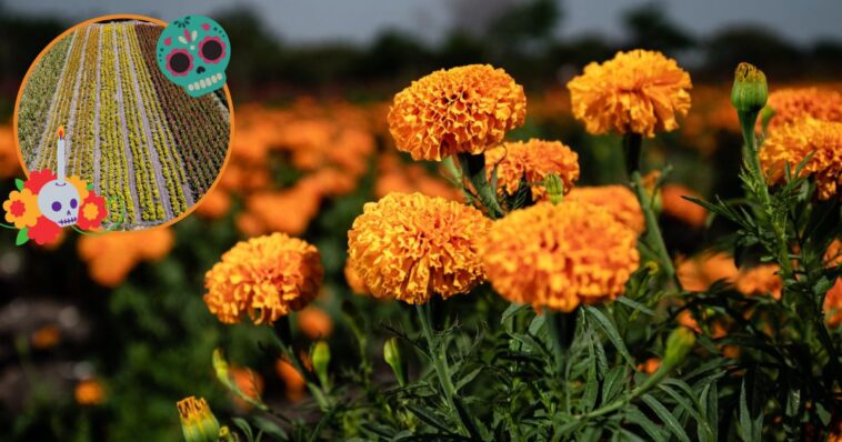 Listos los productores de Flor de Cempasúchil para este Día de Muertos