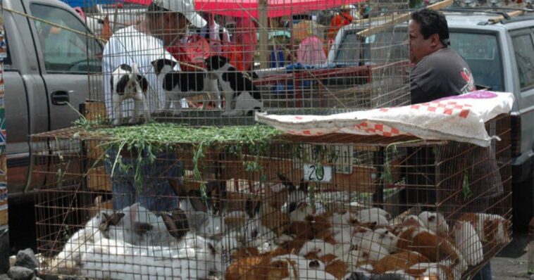 Prohíben venta de animales en mercados de CDMX