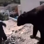 video de osos Nuevo León