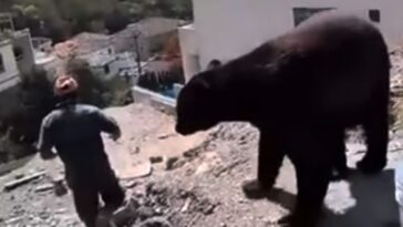 video de osos Nuevo León