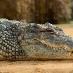 Cocodrilo ataca a turista en Yucatán