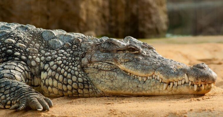 Cocodrilo ataca a turista en Yucatán