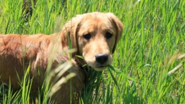 ¡Cuidado! Estas plantas pueden ser tóxicas para tus perritos