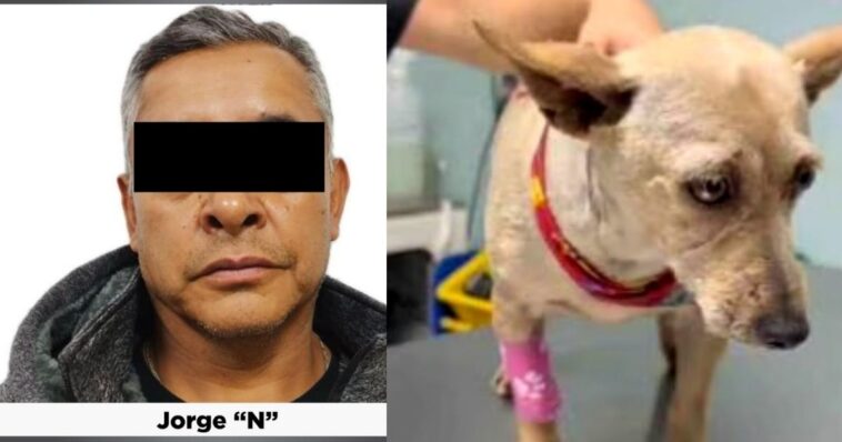 Detienen al agresor del perrito “Taquito”