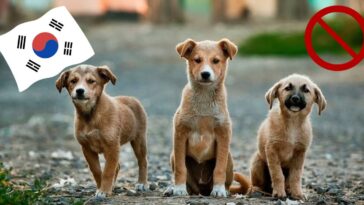 Prohíben la carne de perro en Corea del Sur