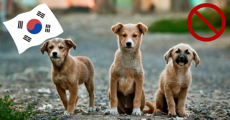 Prohíben la carne de perro en Corea del Sur