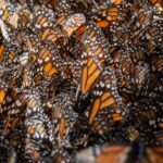 Mariposas Monarma México