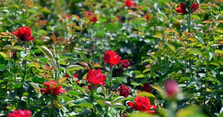 Temporada de rosas en Morelos