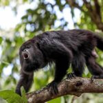 ¿Qué está pasando con los Monos Aulladores en Tabasco?