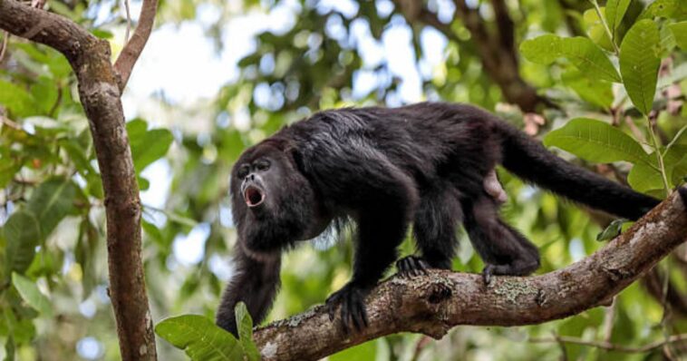 ¿Qué está pasando con los Monos Aulladores en Tabasco?