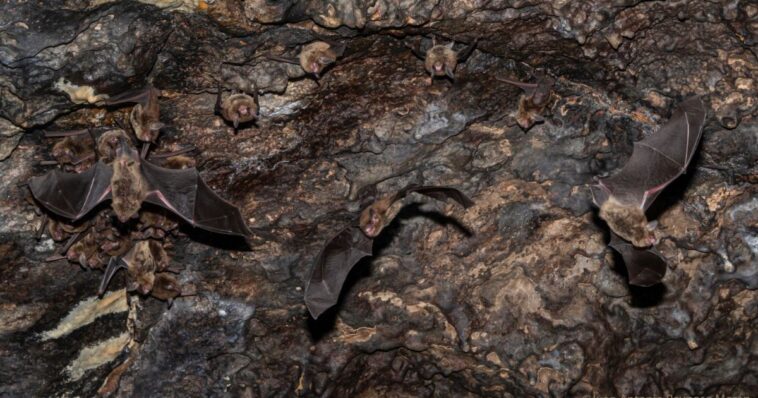 Instalan Comisión Técnica del Refugio de Vida Silvestre Entrada de la Cueva El Salitre