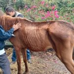 Rescata Propaem y Cuacolandia a caballo en Tepoztlán