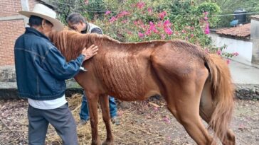 Rescata Propaem y Cuacolandia a caballo en Tepoztlán