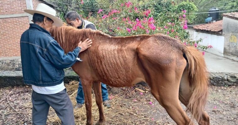 Rescata Propaem y Cuacolandia a caballo en Tepoztlán