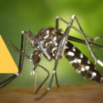 casos de dengue en méxico 2024